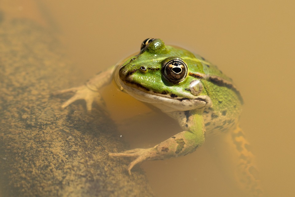 Leurre Grenouille Flottant Evergreen - JDM Kicker - Pour Pêche Hauturière (couleur Horror Rat)