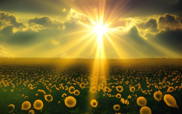 Free sunflowers field sun illustration