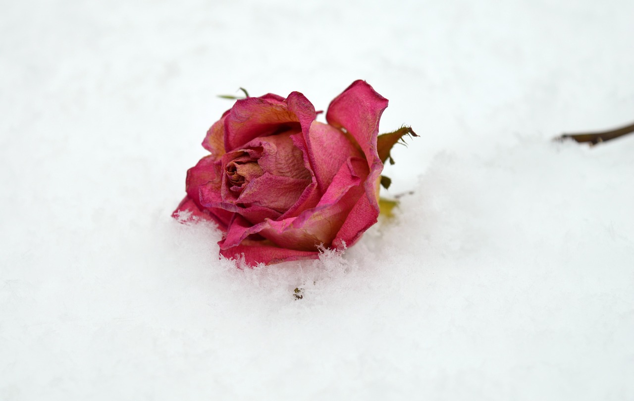 Rose Snow Winter Free photo on Pixabay