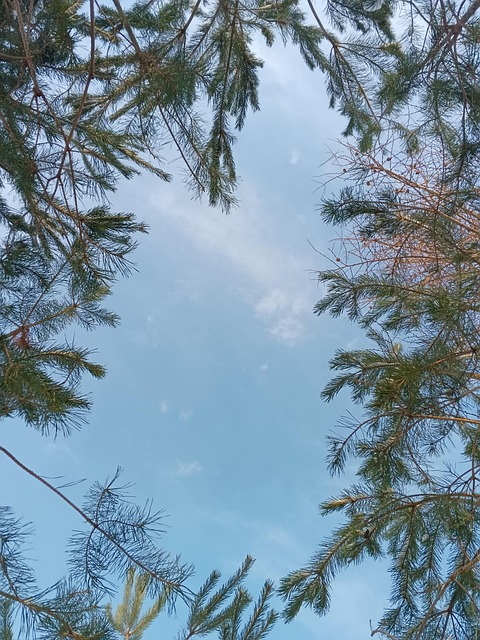Free Spruce Christmas photo and picture