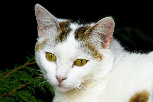 Free Cat White photo and picture
