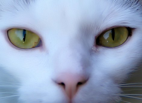 Free Cat White photo and picture