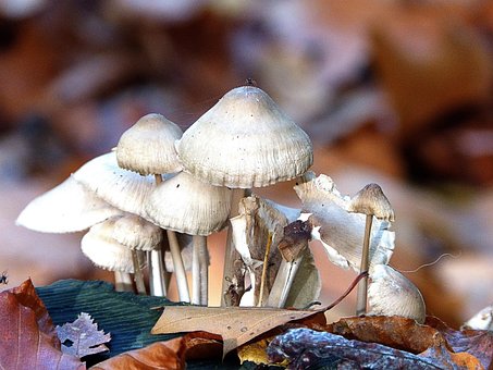 Free Mushrooms Fall photo and picture