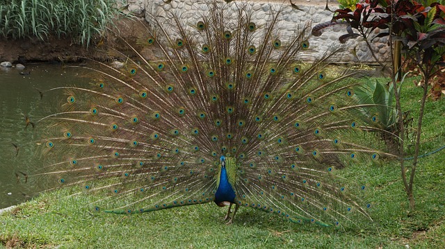 Free Pens Plumage photo and picture