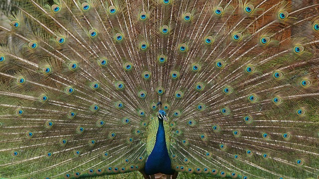 Free Bird Animal photo and picture