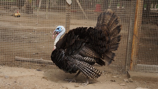 Free Turkey Bird photo and picture