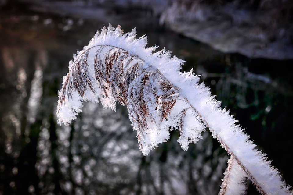 Frozen Reed Winter - Free photo on Pixabay - Pixabay