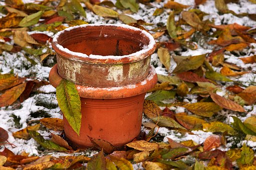 Free Plant Pot Garden photo and picture