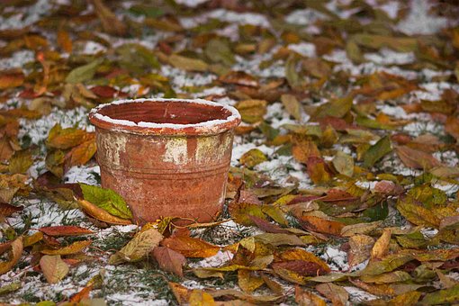 Free Plant Pot Garden photo and picture