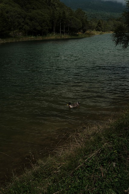 Lago, Naturaleza, Pato, Agua, Bosque