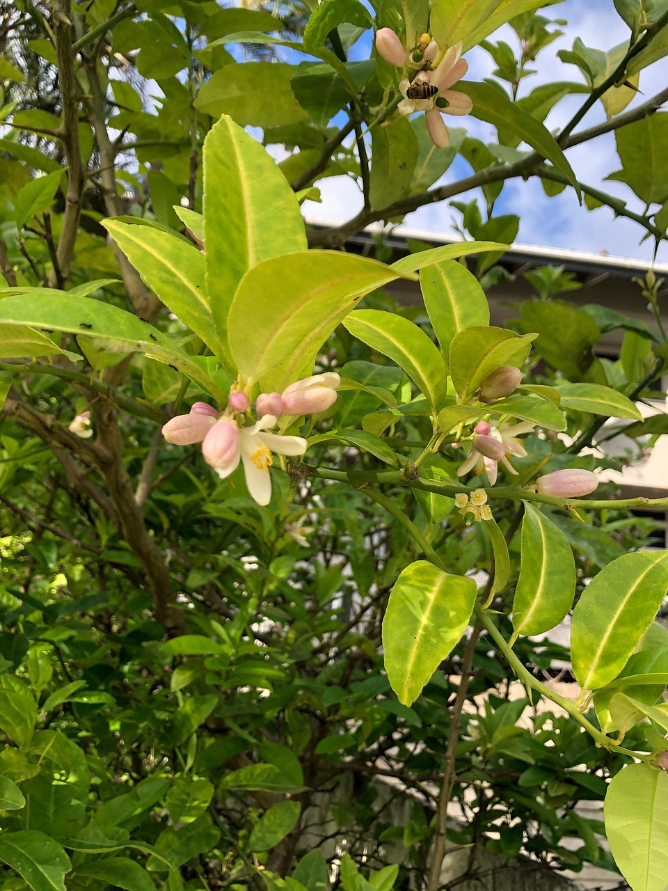 Lemon Blossoms Tree Free photo on Pixabay Pixabay