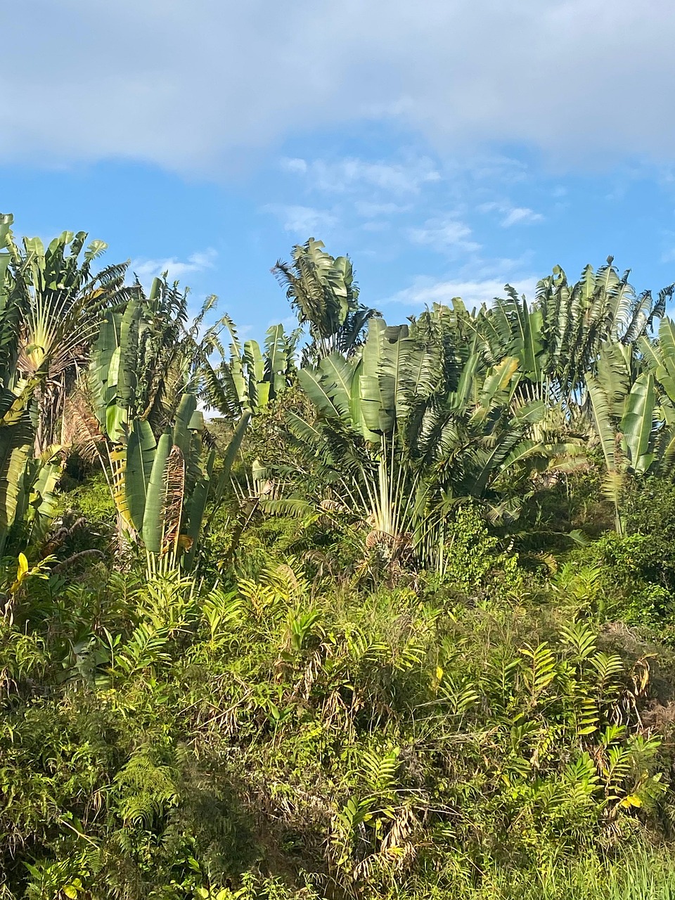 Vert Ravinala Ravinala Paysage Madagaskar Trasa - Darmowe zdjęcie na Pixabay - Pixabay