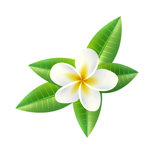 Free flowers frangipani plumeria illustration