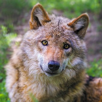 Free Wolf Young photo and picture