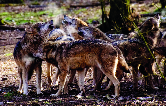 Free Wolf Wolf Pack photo and picture
