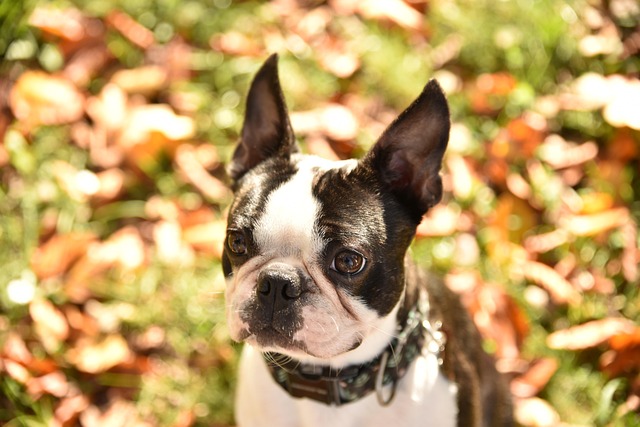 Dier, Hond, Schattig, Vriend