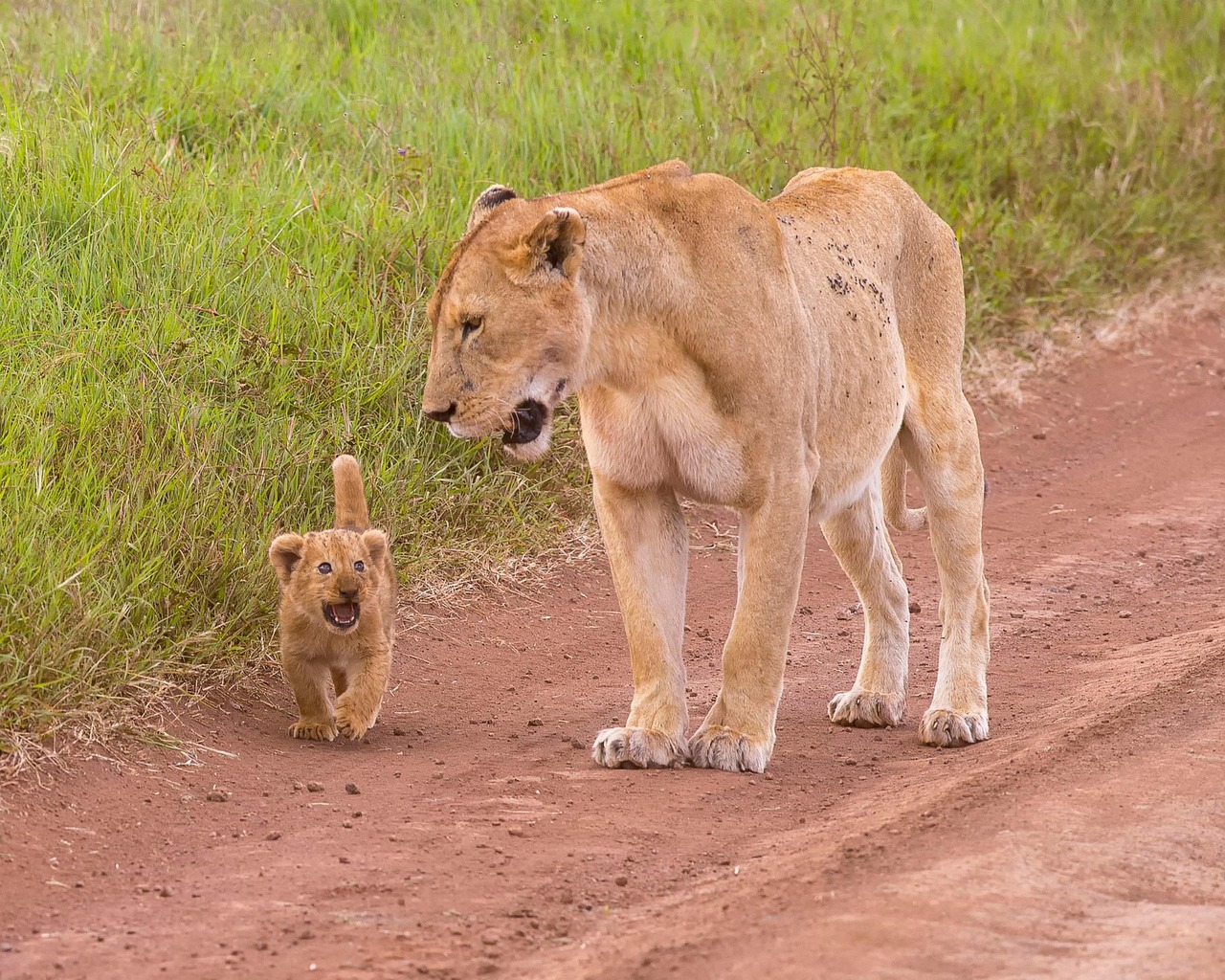 Leão Animal Predador Animais - Foto gratuita no Pixabay - Pixabay