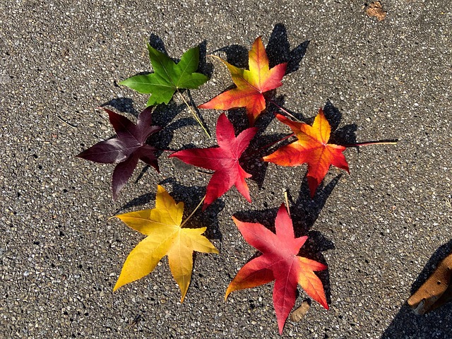 Herbstlaub Amberbaum Kostenloses Foto auf Pixabay