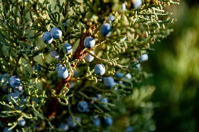 Free Juniper Berries photo and picture
