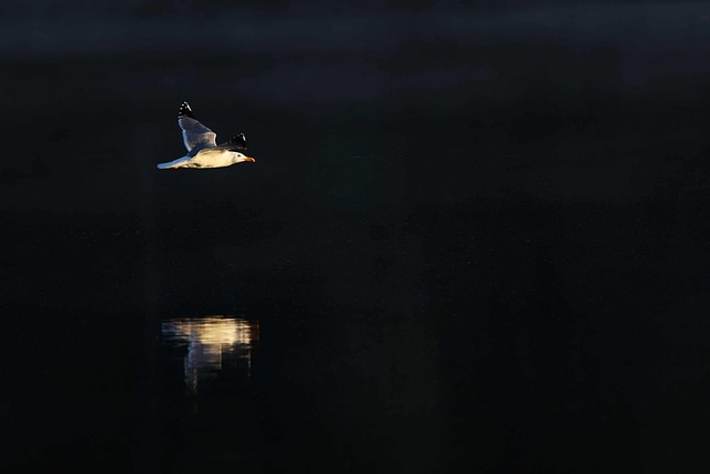 Free Gull Bird photo and picture
