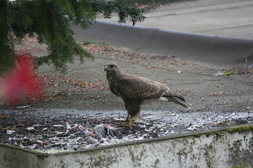 Free Buzzard Bird photo and picture