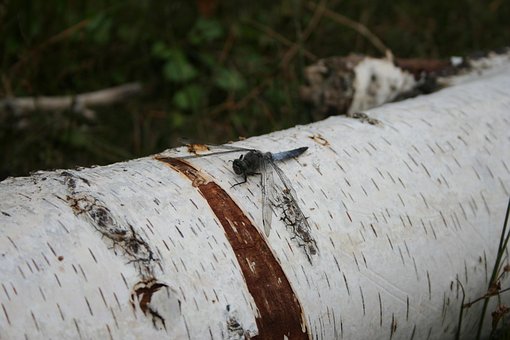 Free Dragon-Fly Insect photo and picture
