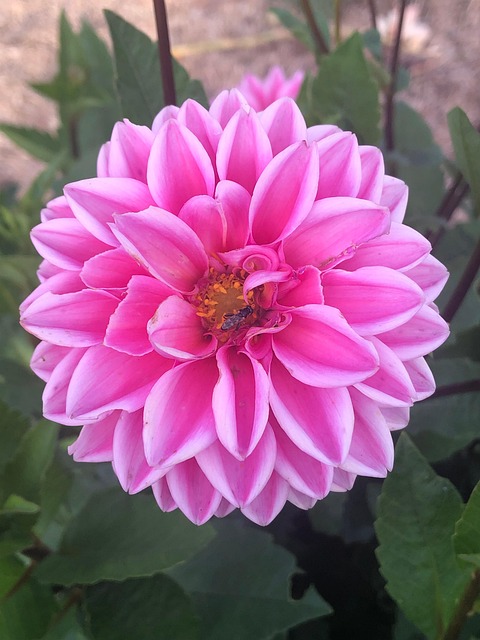 Dahila Blossum Flower - Free photo on Pixabay - Pixabay
