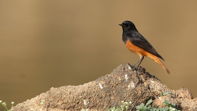 Free Bird Black Redstart photo and picture