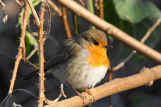 Vogel, Singvogel, Tier, Tierwelt