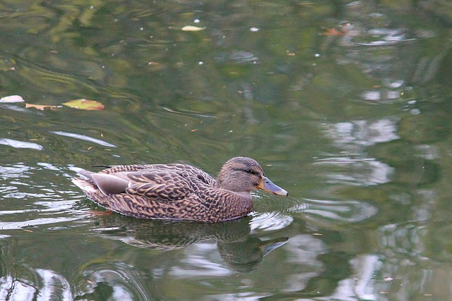 Pato Pájaro Real Ave - Foto gratis en Pixabay - Pixabay