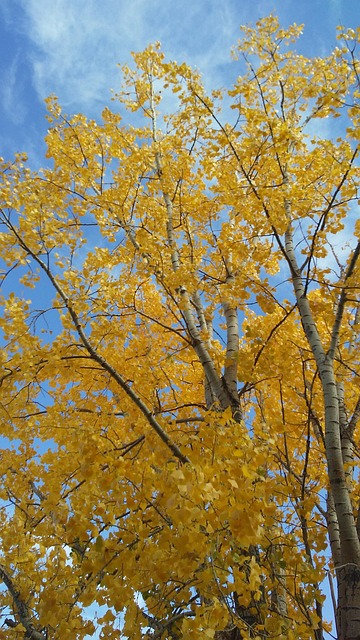 Herbst, Gold, Pappel, Baum, Himmel