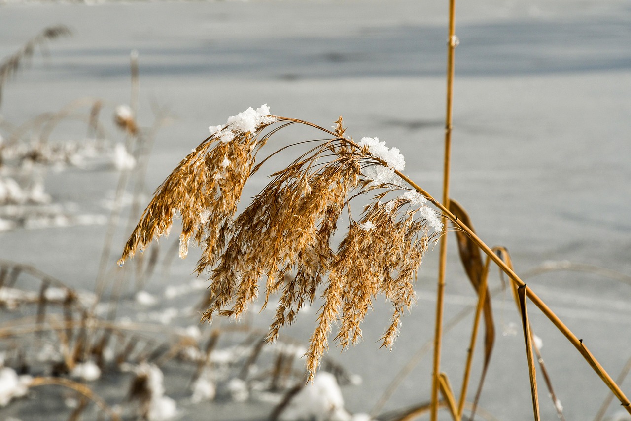 Reed Cane Grass Free photo on Pixabay Pixabay