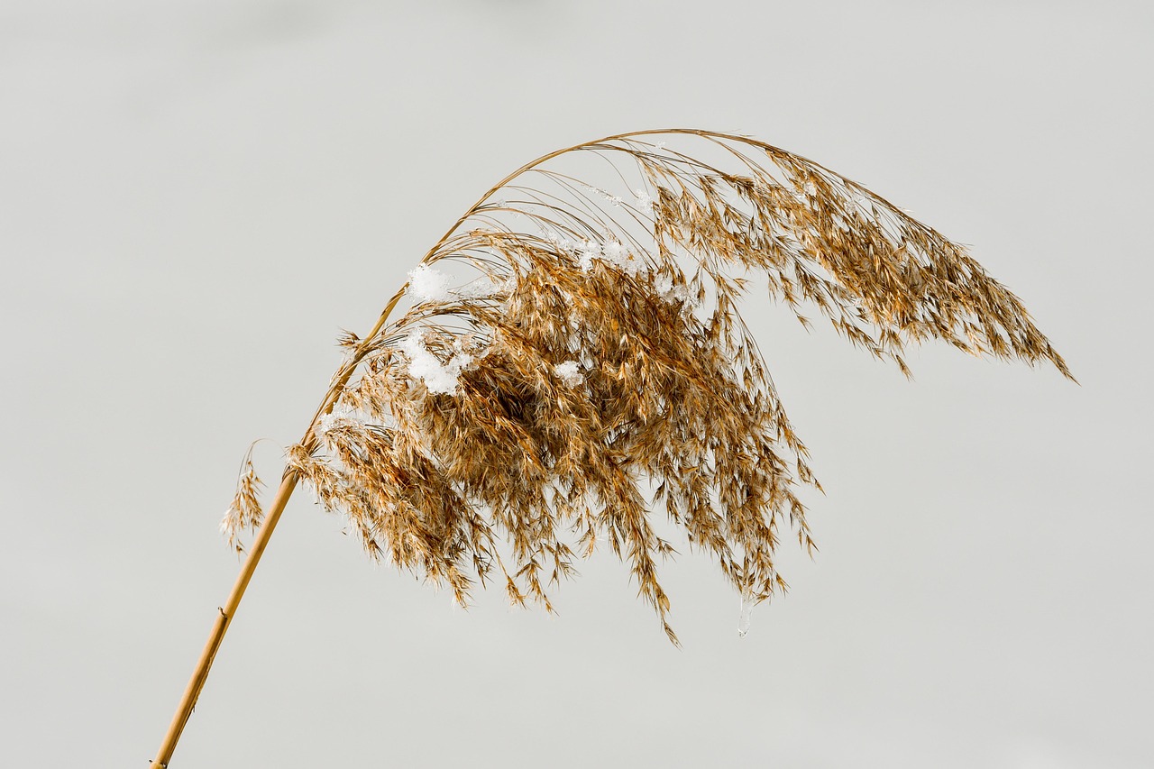 Reed Cane Grass Free photo on Pixabay Pixabay