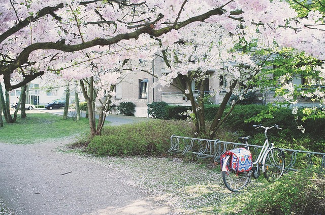 Cidade, Bicicleta, Flores De Cereja