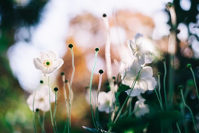 Flor, Prado, Fechar-Se, Natureza, Bokeh