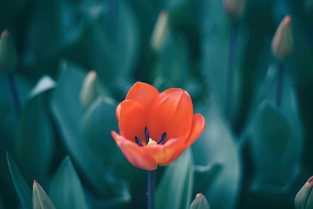 Tulipa, Fundo Flor, Flor, Flores Bonitas
