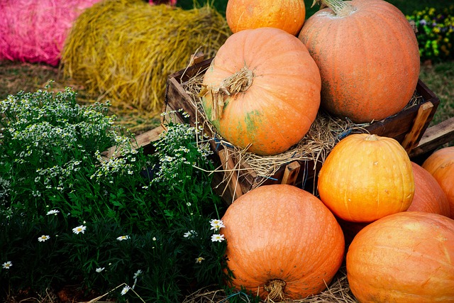 Abóbora, Vegetal, Orgânico, Colheita
