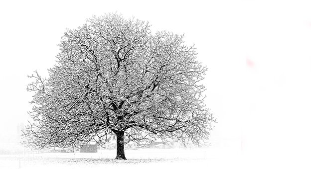Free Tree Snow photo and picture