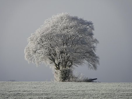 Baum, Winter, Eis, Reim, Schnee