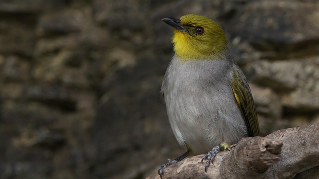 Free Yellow Throated Bulbul Bird photo and picture