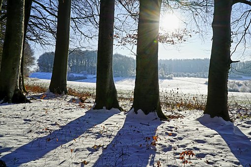 Træ, Silhuet, Natur, Frost, Sne, Skov