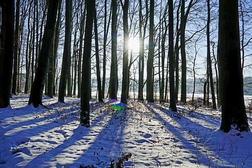 Vinter, Sne, Skov, Skyggen, Silhuet, Træ
