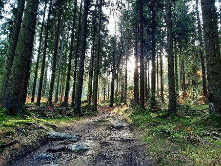 Skov, Skovsti, Vandretur, Sti, Natur