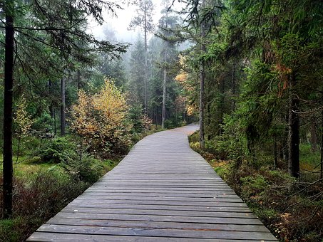 Sti, Skov, Natur, Vandretur, Efterår