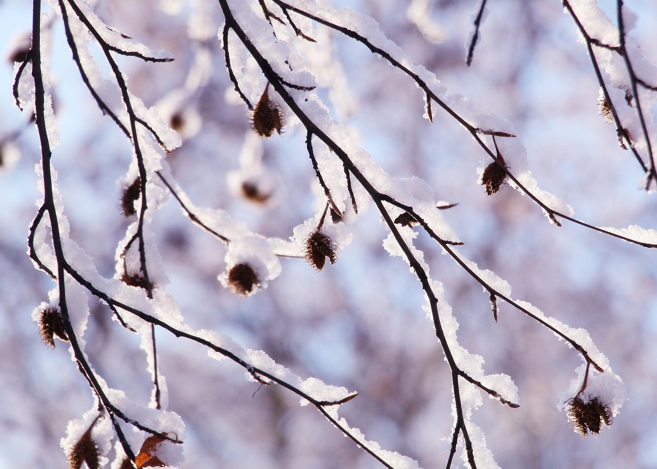 树枝 树 雪 - Pixabay上的免费照片 - Pixabay