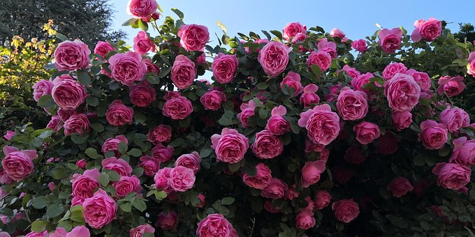 Blomster, Roser, Sommer, Klar Himmel