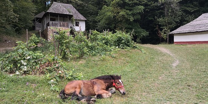 Skov, Landsby, Hest, Sommer
