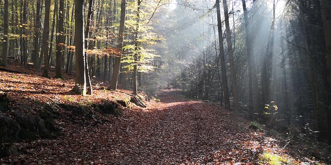 Skov, Natur, Efterår, Træer, Sol