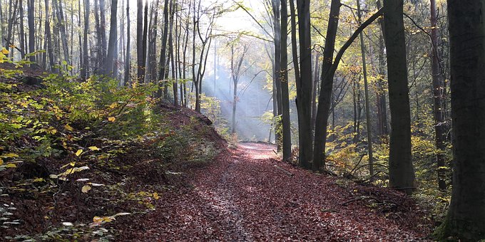Wald, Natur, Pădure, Toamna, Skov