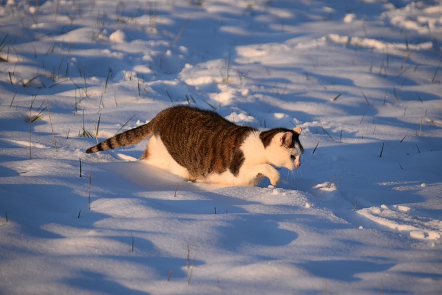 Free Cat Snow photo and picture